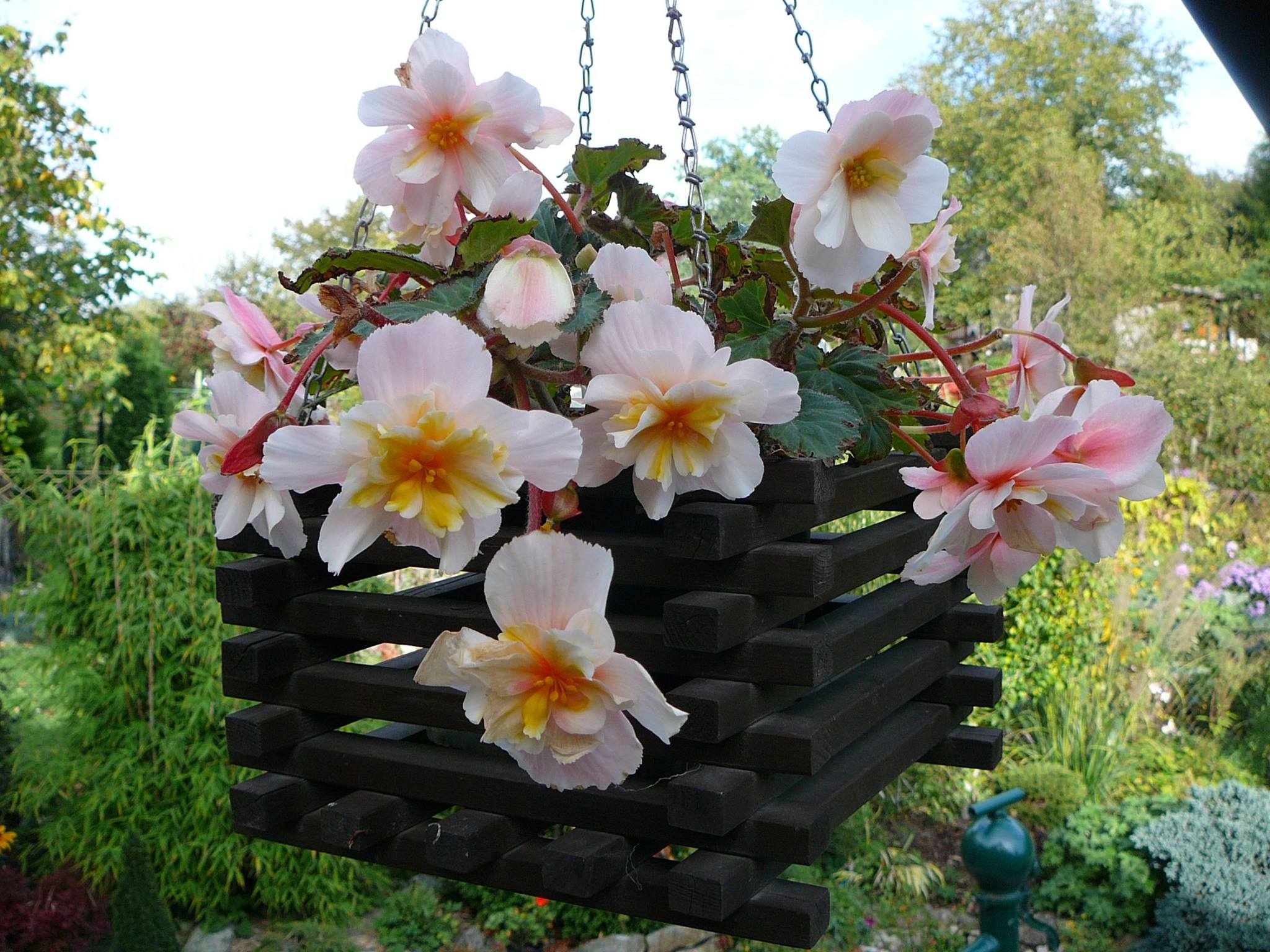 B. ‘Flamingo’